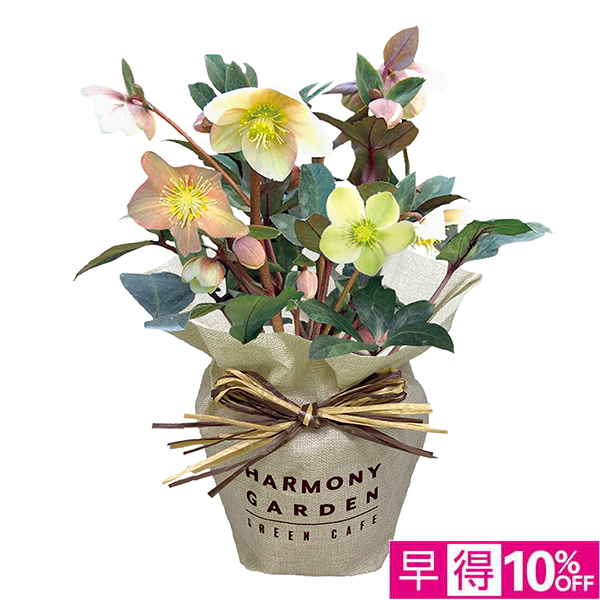 ☆【早得】ジョルディカワムラ クリスマスローズ「スノーダンス」（SUStee付） 【129068】 商品サムネイル