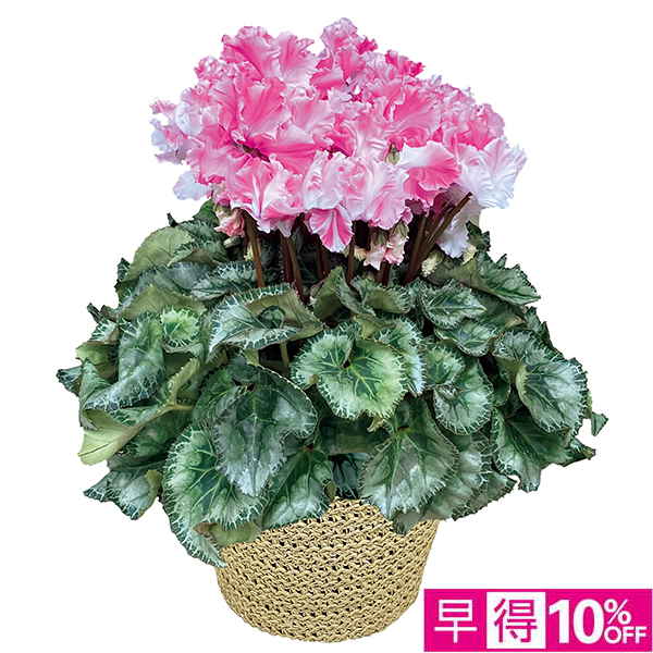 ☆【早得】愛花園 シクラメン「キャンディケ―ン」（SUStee付） 【129040】 商品サムネイル