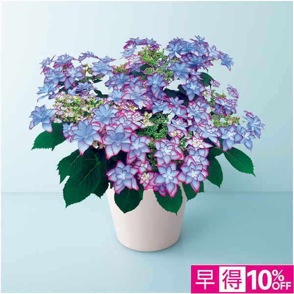 【母の日早得】宮崎園芸 あじさい「ひなまつり」ブルー（SUSTEE付）【485113】 商品サムネイル