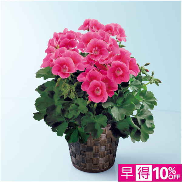 【母の日早得】多田園芸 ゼラニューム「プリティリトルピンク」（SUSTEE付）【480695】 商品サムネイル