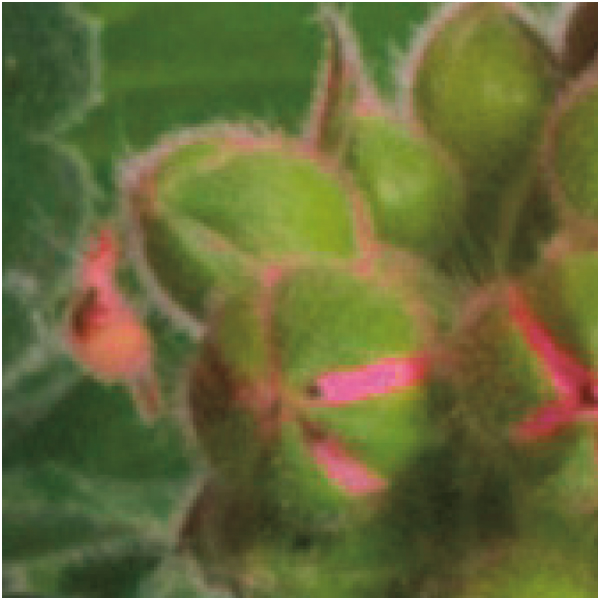 【母の日早得】多田園芸 ゼラニューム「プリティリトルピンク」(SUSTEE付)【480695】 商品画像(1)