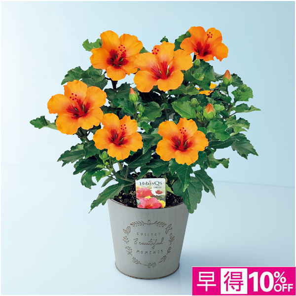 【父の日早得】紅和園 ハイビスカス「プチオレンジ」（SUSTEE付）【482259】 商品サムネイル