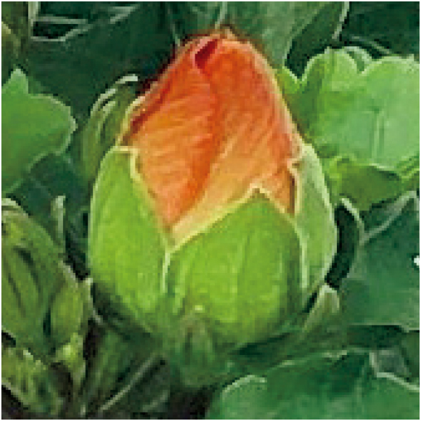 【父の日早得】紅和園 ハイビスカス「プチオレンジ」(SUSTEE付)【482259】 商品画像(1)