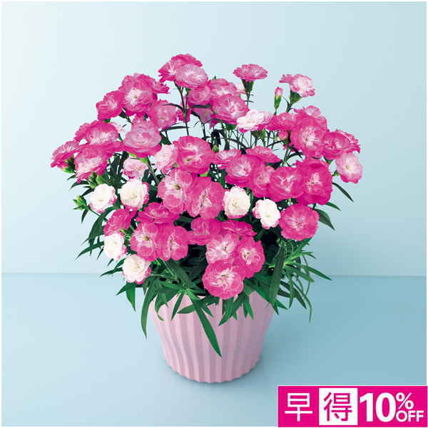 【母の日早得】矢祭園芸 カーネーション「マジカルチュチュ」（SUSTEE付）【485061】 商品サムネイル