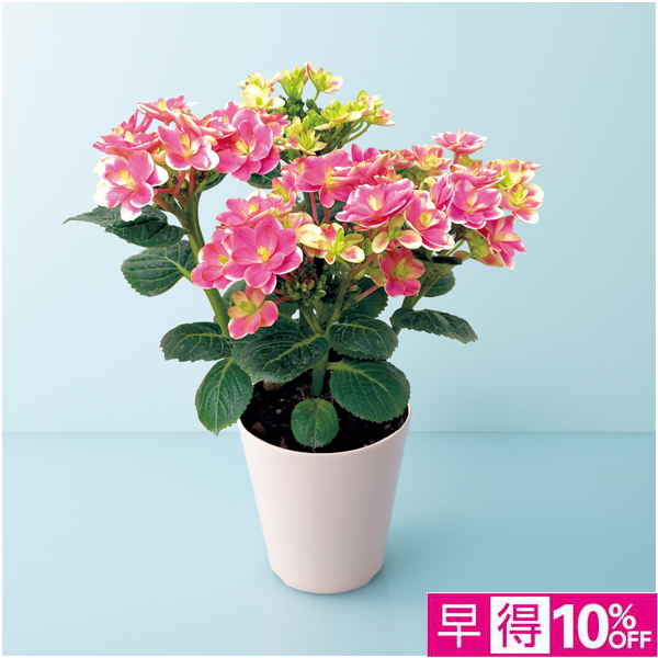 【母の日早得】宮崎園芸 あじさい「凛」（SUSTEE付）【485122】 商品サムネイル