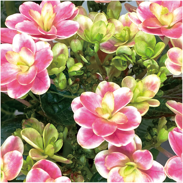 【母の日早得】宮崎園芸 あじさい「凛」(SUSTEE付)【485122】 商品画像(1)