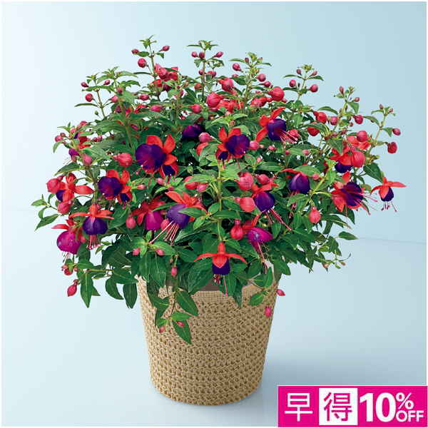 【母の日早得】田中園芸 フクシア「ジョリーズ・ナンテス」（SUSTEE付）【480710】 商品サムネイル