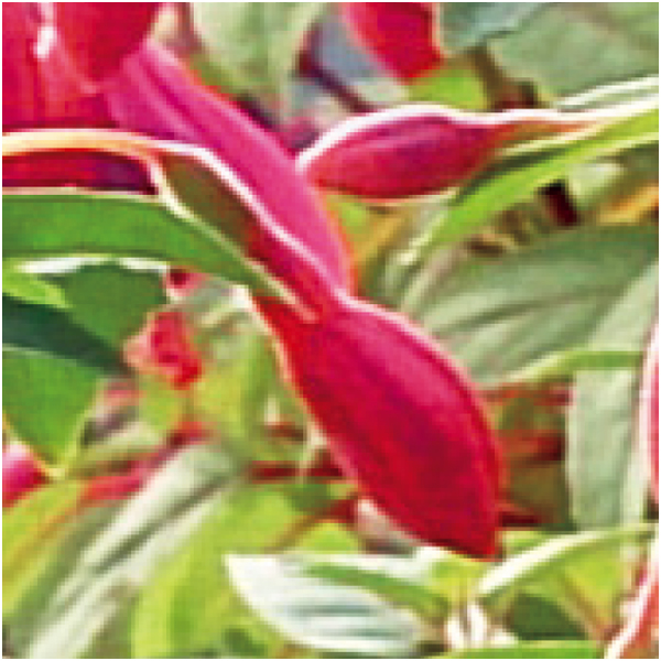 【母の日早得】田中園芸 フクシア「ジョリーズ・ナンテス」(SUSTEE付)【480710】 商品画像(1)