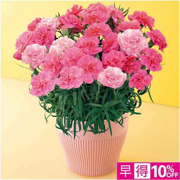 【母の日早得】矢祭園芸 カーネーション「ひなあられ」（SUSTEE付）【480312】 商品サムネイル