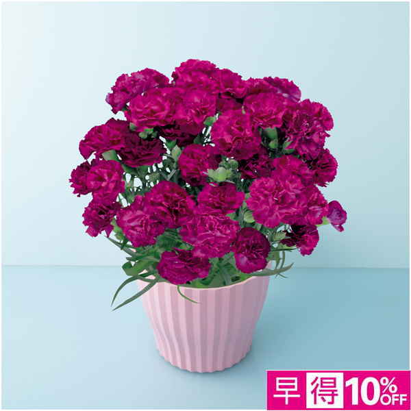 【母の日早得】矢祭園芸 カーネーション「ムジカ」（SUSTEE付）【485070】 商品サムネイル