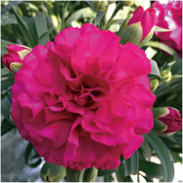 【母の日早得】矢祭園芸 カーネーション「ムジカ」(SUSTEE付)【485070】 商品画像(1)