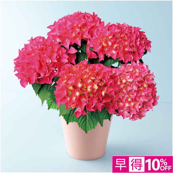 【母の日早得】 あじさい「パリジェンヌ」（SUSTEE付）【480640】 商品サムネイル