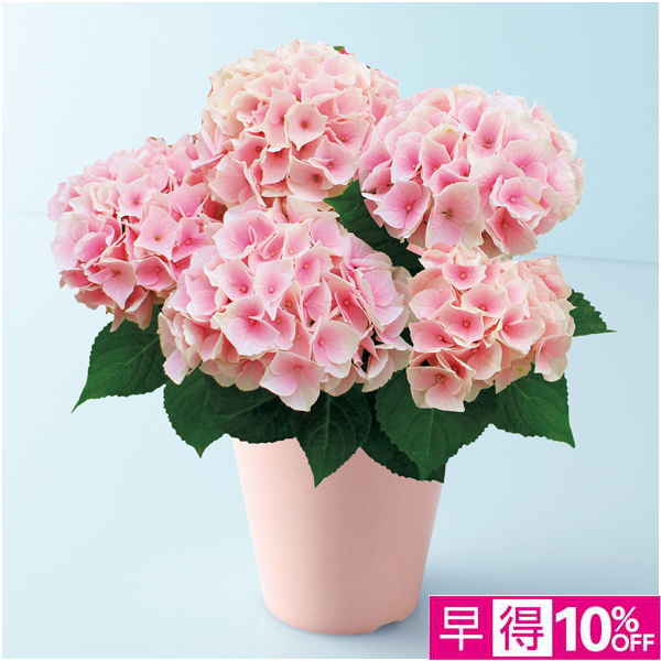 【母の日早得】宮崎園芸 あじさい「コットンキャンディ」（SUSTEE付）【480659】 商品サムネイル