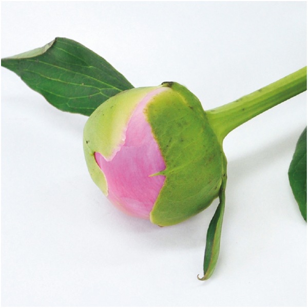 【母の日早得】竹中庭園緑化 グレースフルピオニーブーケ【480020】 商品画像(2)