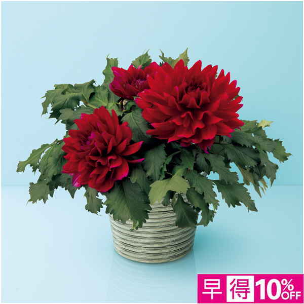 【母の日早得】華金剛 ダリア「こまち」（SUSTEE付）【484707】 商品サムネイル