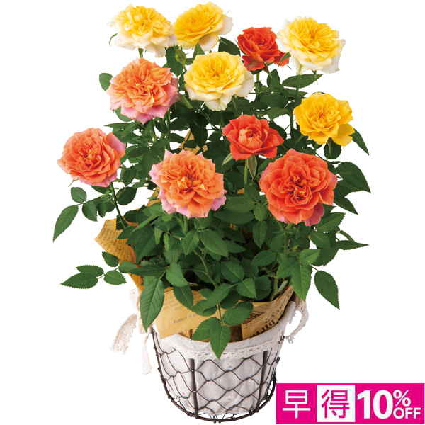 【母の日早得】新月バラ園 ミニバラ「ルシンドMIX」（SUSTEE付）【484646】 商品サムネイル