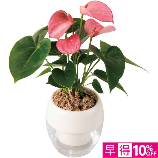 【母の日早得】 みずてまりん?L（アンスリューム）【484716】 商品サムネイル