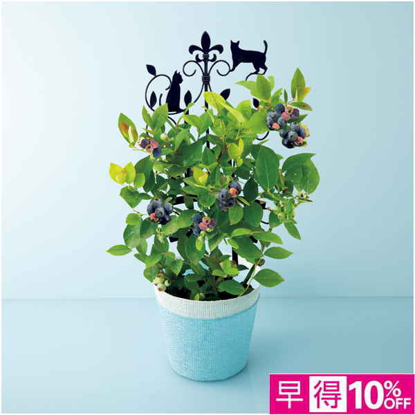 【母の日早得】万花園 実付きブルーベリー（SUSTEE付）【484691】 商品サムネイル