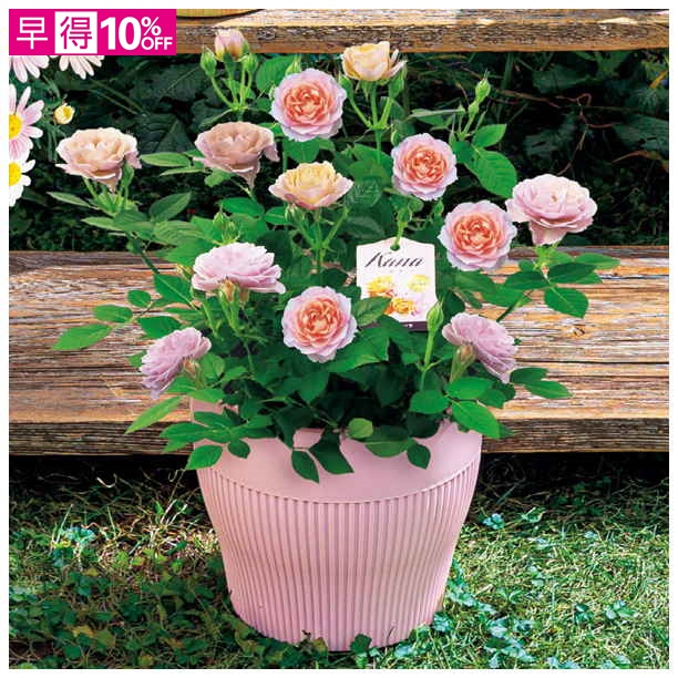 【母の日早得】平野園芸 ミニバラ「カーナ・ハニーゴールド」（SUSTEE付）【480987】 商品サムネイル