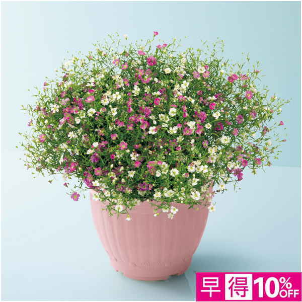 【母の日早得】花の海 かすみ草「ジプシー」ホワイト＆ローズ（SUSTEE付）【480783】 商品サムネイル