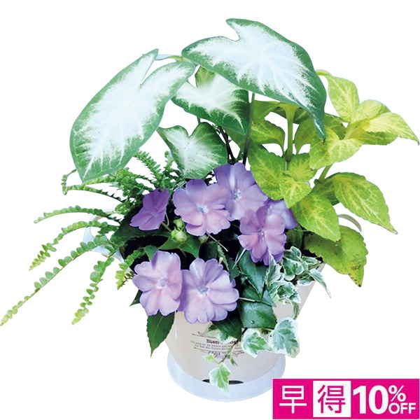 ◇【早得】[花の海]夏の寄せ植え「木漏れ日」（SUStee付）【150581】 商品サムネイル