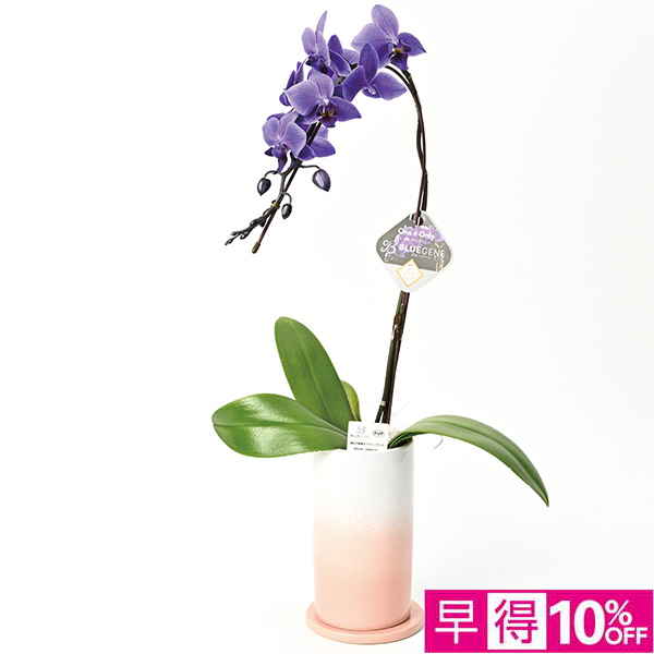 ◇【早得】[石原産業]胡蝶蘭「BLUE GENE（ブルージーン）」（SUStee付）1本立ち【150545】 商品サムネイル