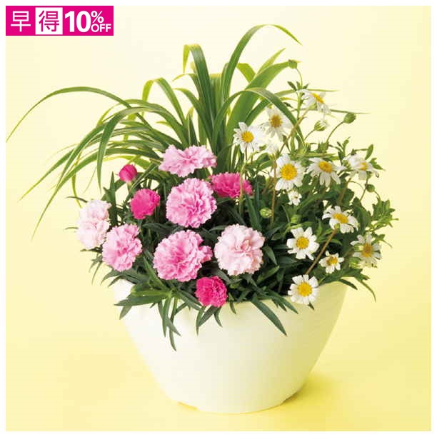 【母の日早得】アサミグリーンプランツ カーネーションI?Uの寄せ植え（SUSTEE付）【481065】 商品サムネイル