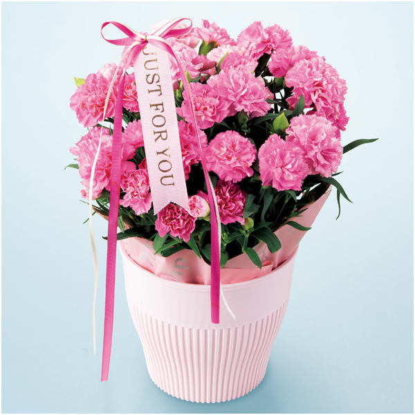 【母の日早得】アサミグリーンプランツ カーネーション+和泉屋 カステラ「綺麗菓」【480437】 商品画像(2)