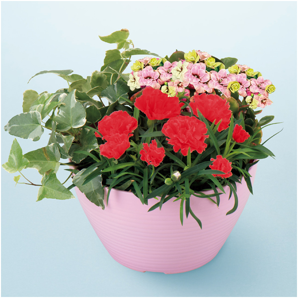 【母の日早得】アサミグリーンプランツ カーネーションの寄せ植え+東京堂 芋パウンドケーキ【480482】 商品画像(2)