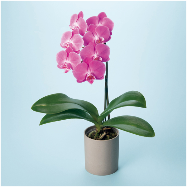 【母の日早得】リーフ ミディ胡蝶蘭「ペニー」(SUSTEE付)+東京堂 芋パウンドケーキ【480491】 商品画像(2)