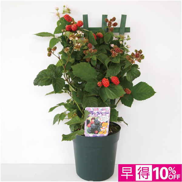 【父の日早得】 実付きブラックベリー（SUSTEE付）【487245】 商品サムネイル