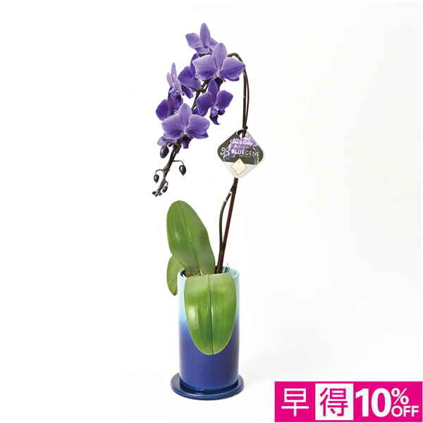 【父の日早得】石原産業 胡蝶蘭「BLUE GENE（ブルージーン）」（SUSTEE付）1本立ち【487139】 商品サムネイル