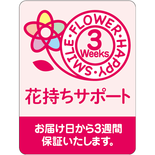 【父の日早得】椎名洋ラン園 ミディ胡蝶蘭「小雪-koyuki-」2本立(SUSTEE付)【482268】 商品画像(2)