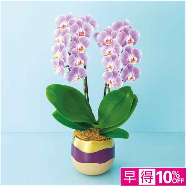 【父の日早得】椎名洋ラン園 ミディ胡蝶蘭「エレガンス」2本立（SUSTEE付）【487111】 商品サムネイル