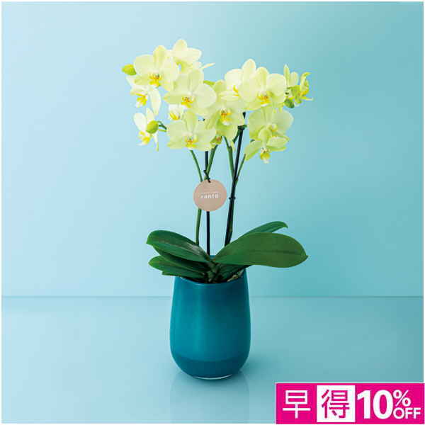 【父の日早得】ranto ミディ胡蝶蘭「カーリー」2本立ち【487120】 商品サムネイル