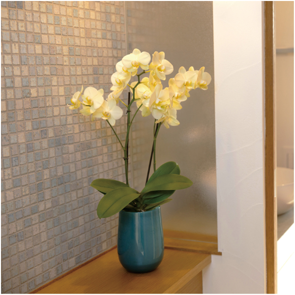 【父の日早得】ranto ミディ胡蝶蘭「カーリー」2本立ち【487120】 商品画像(1)