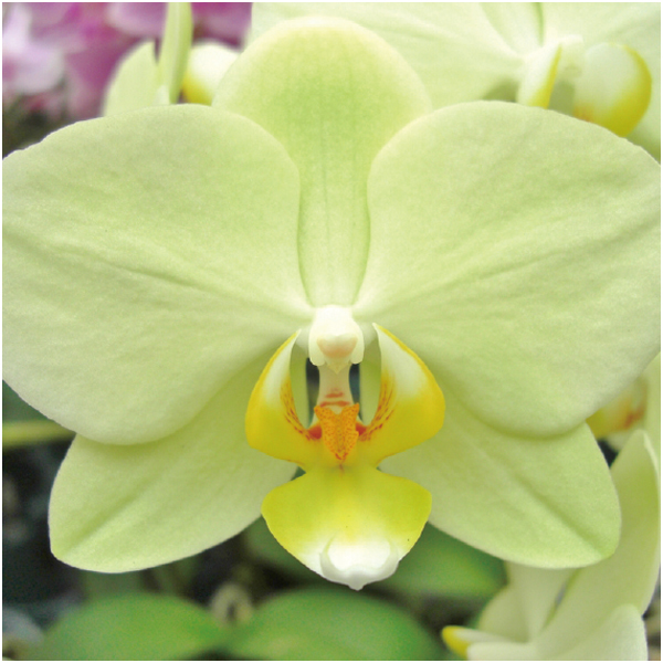 【父の日早得】ranto ミディ胡蝶蘭「カーリー」2本立ち【487120】 商品画像(3)