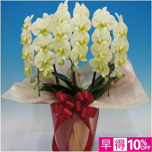 【父の日早得】マルイ洋蘭開発センター 中輪胡蝶蘭3本立ち「グリーンハット」（SUSTEE付）【487157】 商品サムネイル