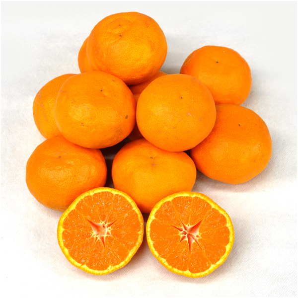 【母の日早得】愛媛県産又は和歌山県産 カラマンダリン 1kg【484017】 商品画像(1)