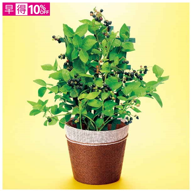 【父の日早得】万花園 実付きブルーベリー（SUSTEE付）【483434】 商品サムネイル