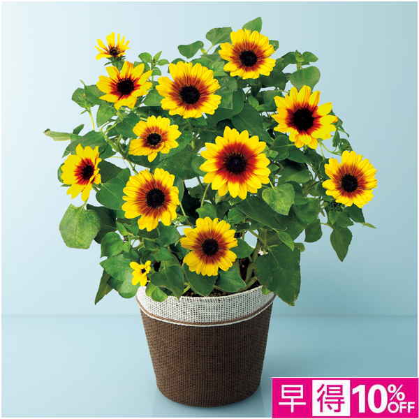 【父の日早得】ハルディン ひまわり「ソルシーカー・ハニー」（SUSTEE付）【487227】 商品サムネイル