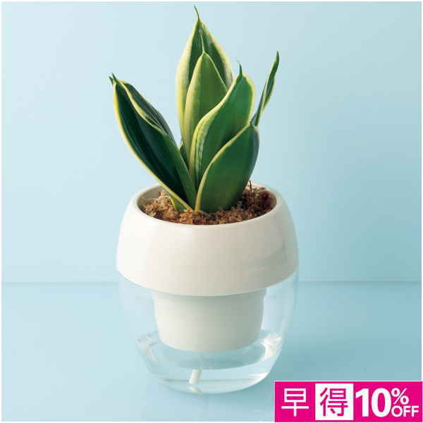 【父の日早得】GreenWalk みずてまりん?L（サンスベリア）【487263】 商品サムネイル