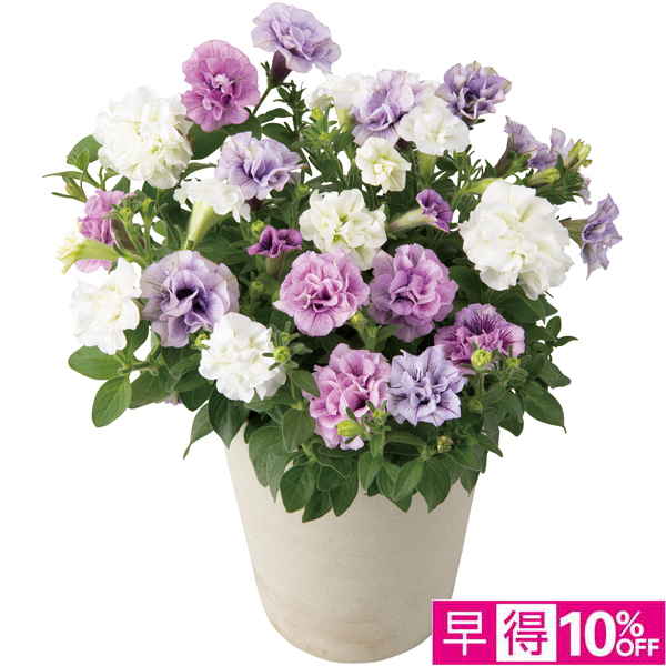 【母の日早得】 八重咲ペチュニア3色植え（SUSTEE付）【484655】 商品サムネイル