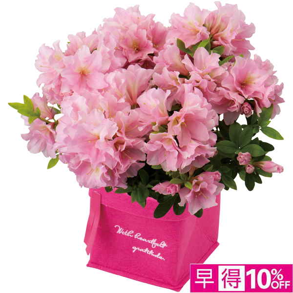 【母の日早得】新津園芸 つつじ「姫孔雀」（SUSTEE付）【484628】 商品サムネイル