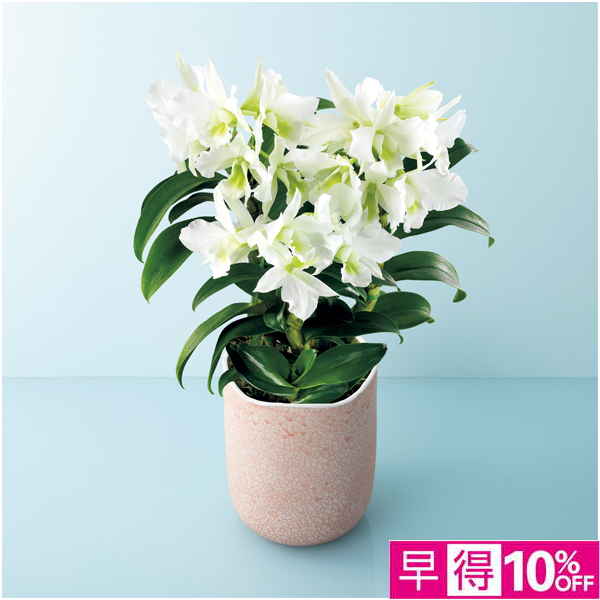 【母の日早得】サノ・オーキッド デンドロビウム「サマーナイトドリーム」（SUSTEE付）【484594】 商品サムネイル