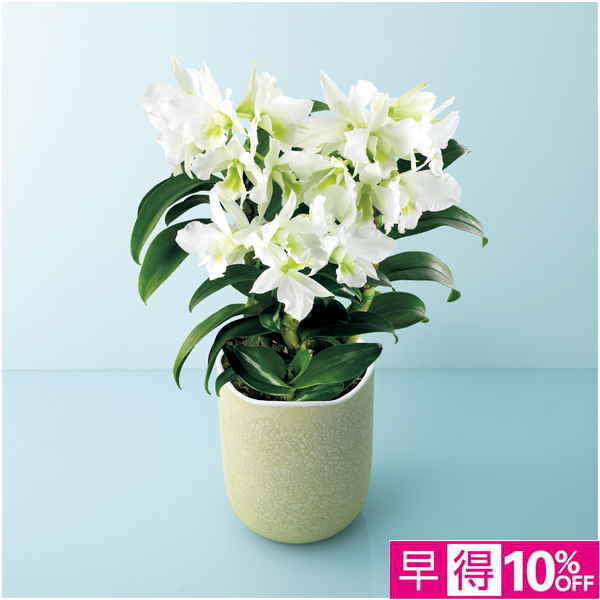 【父の日早得】サノ・オーキッド デンドロビウム「サマーナイトドリーム」（SUSTEE付）【487193】 商品サムネイル