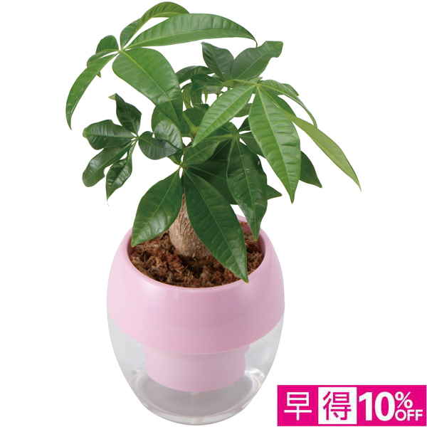 【母の日早得】GreenWalk みずてまりん?L（パキラ）【484734】 商品サムネイル