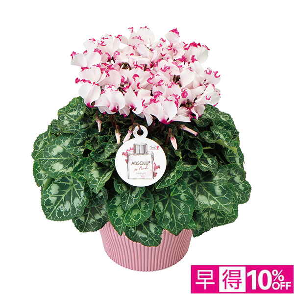 ☆【早得】登坂園芸 シクラメン「アブソリュ・ドゥ・モレル」（SUStee付） 【129031】 商品サムネイル