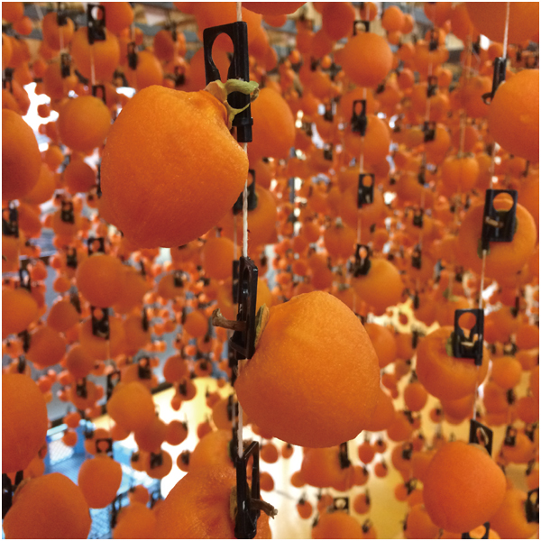 【母の日早得】長野県産 干し柿「市田柿」【484257】 商品画像(3)