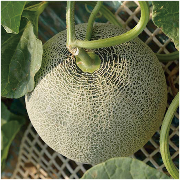 【母の日早得】茨城県産 旭村アンデスメロン【483841】 商品画像(2)